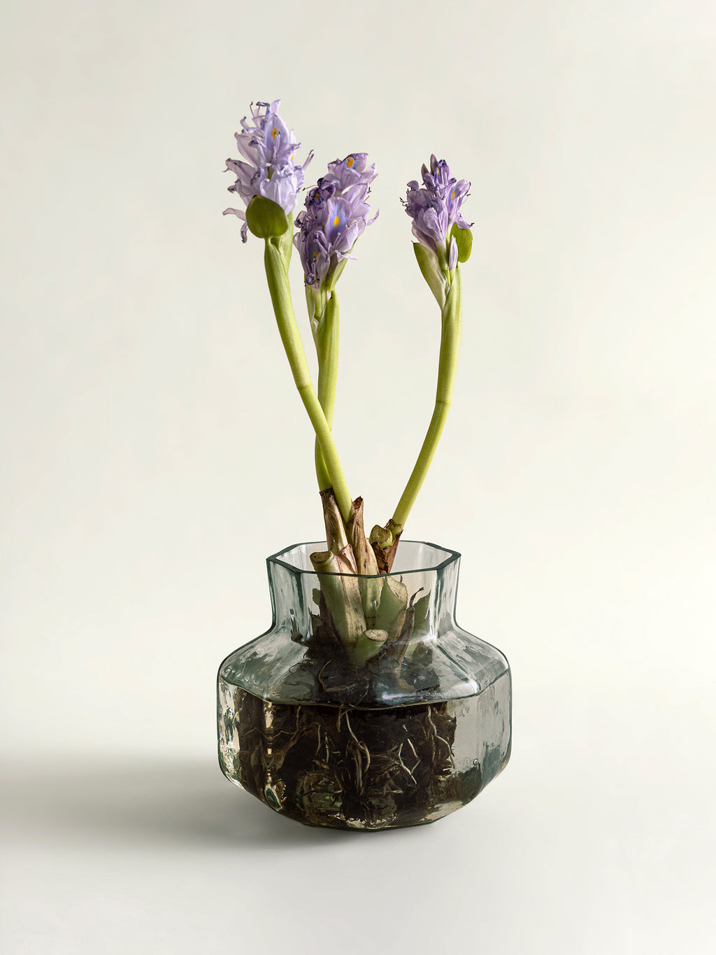 Three purple hyacinth flowers with green stems growing in a small clear glass vase with visible roots, set against a plain light background.