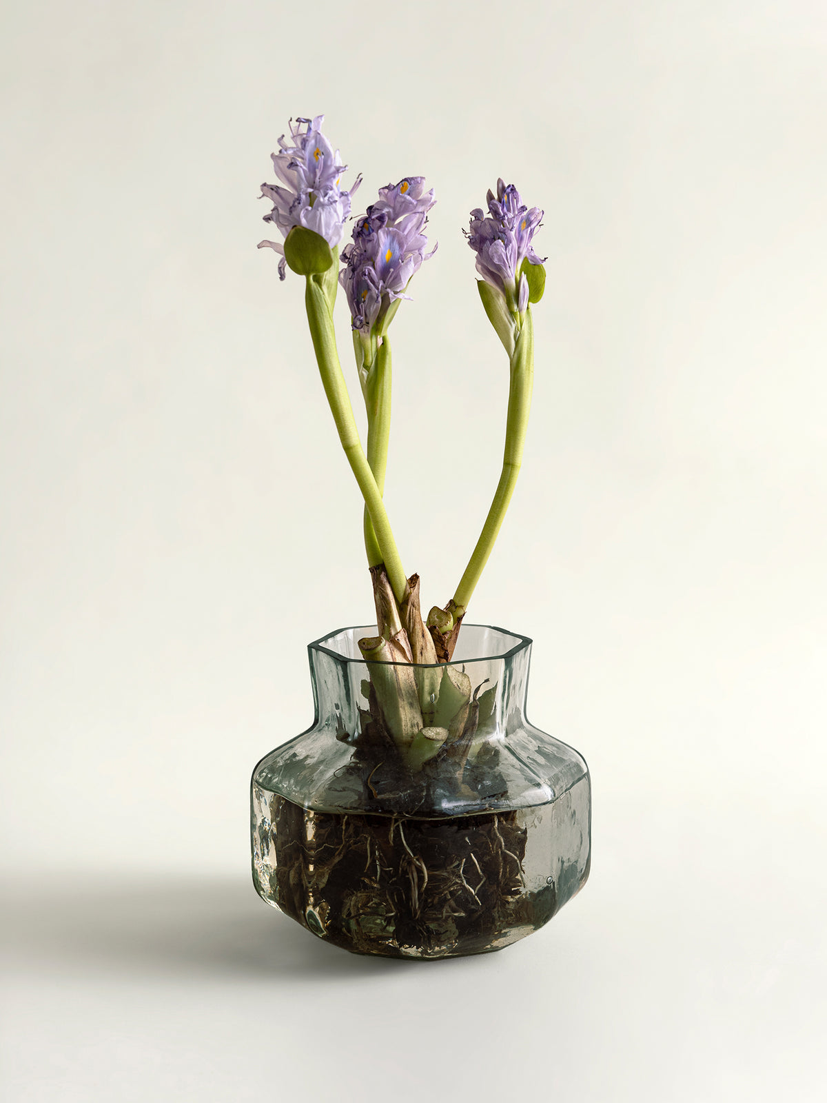 Three purple hyacinth flowers with green stems growing in a small clear glass vase with visible roots, set against a plain light background.